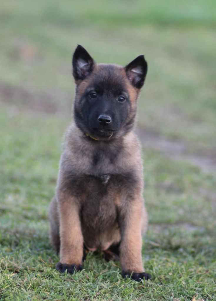 Des Gardiens De La Cigogne - Chiot disponible  - Berger Belge