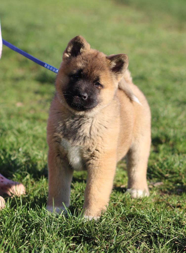 Des Gardiens De La Cigogne - Chiot disponible  - Akita americain