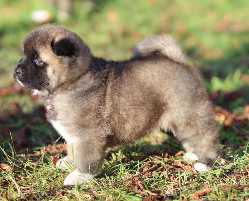 Des Gardiens De La Cigogne - Chiot disponible  - Akita americain