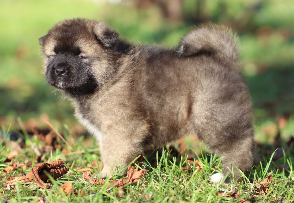 Des Gardiens De La Cigogne - Chiot disponible  - Akita americain