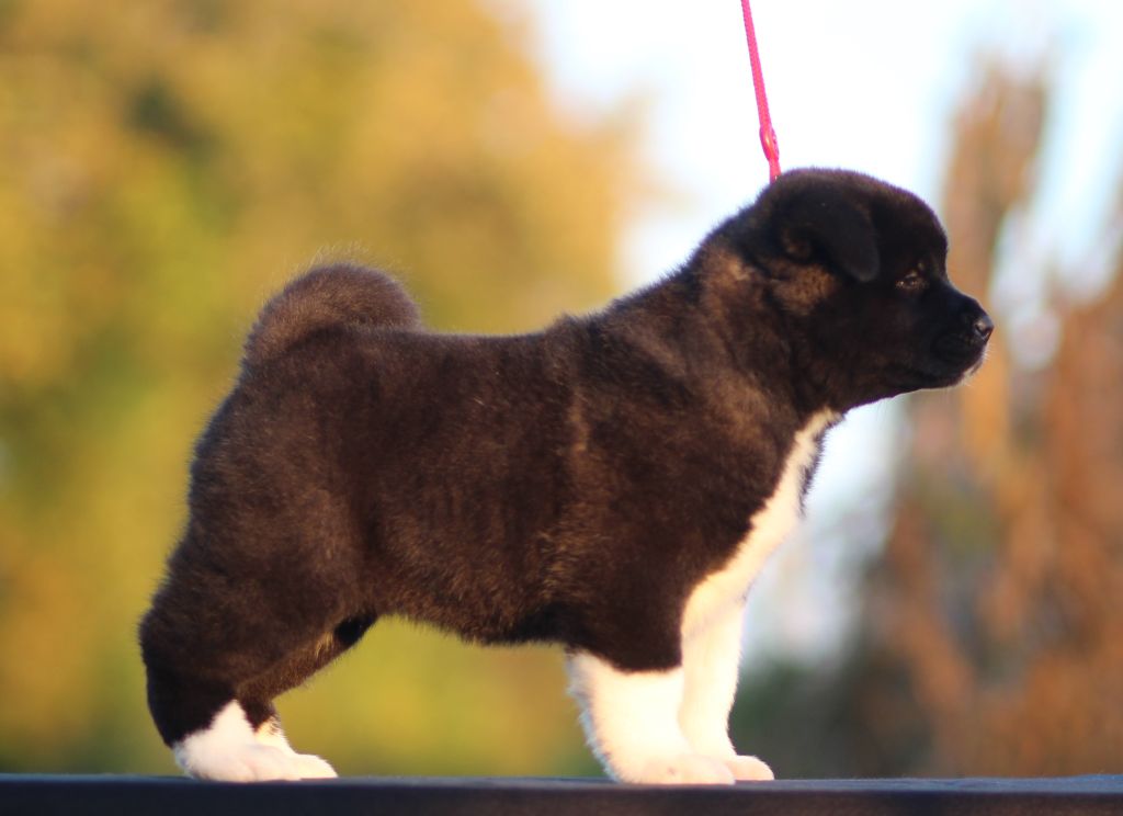 Des Gardiens De La Cigogne - Chiot disponible  - Akita americain