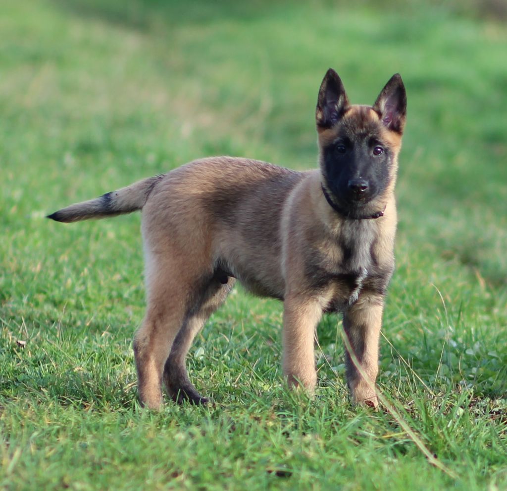 Des Gardiens De La Cigogne - Chiot disponible  - Berger Belge