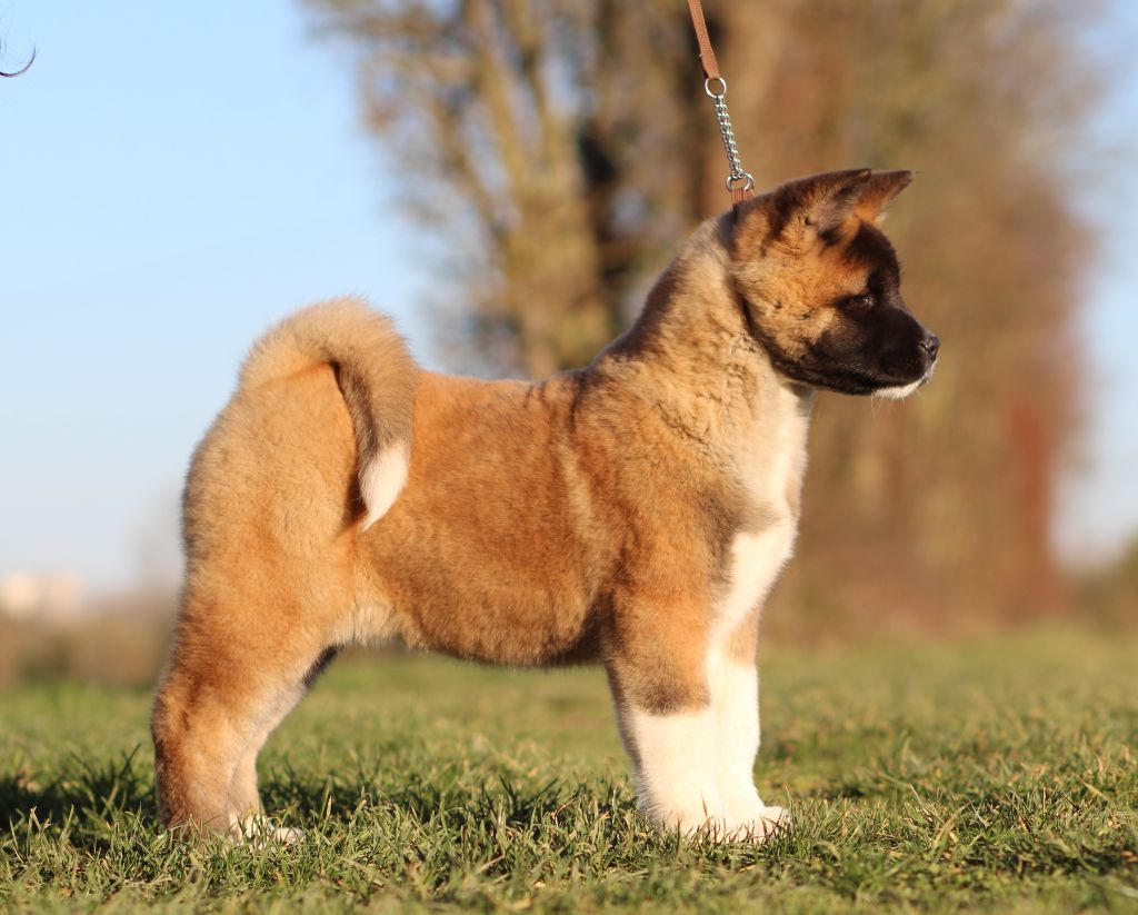 Des Gardiens De La Cigogne - Chiot disponible  - Akita americain