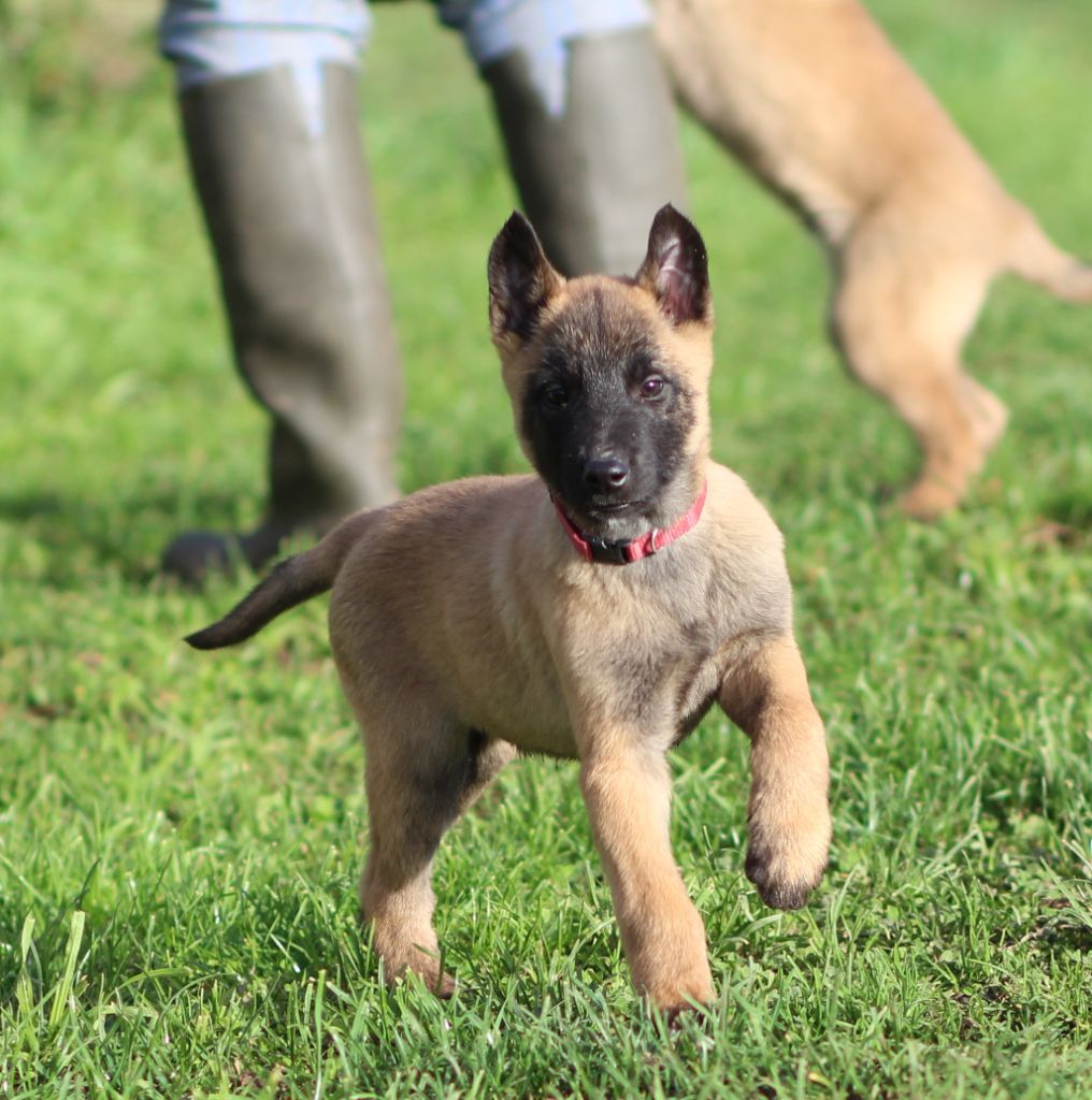 Des Gardiens De La Cigogne - Chiot disponible  - Berger Belge