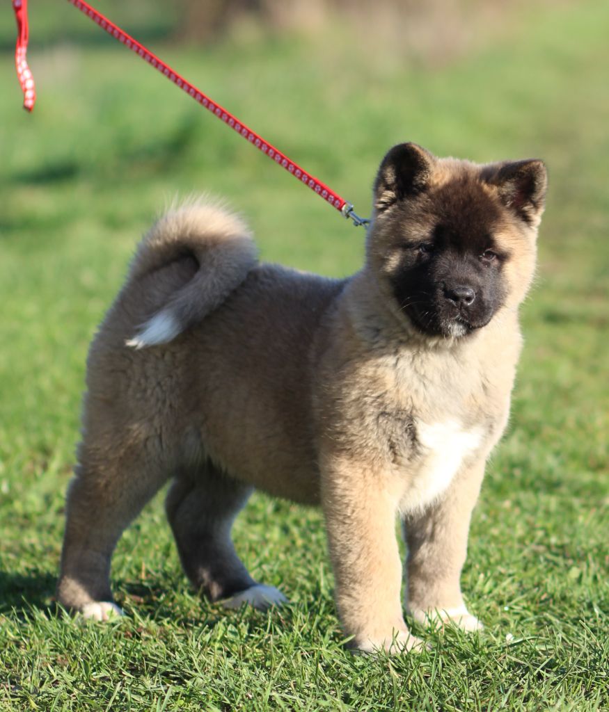 Des Gardiens De La Cigogne - Chiot disponible  - Akita americain