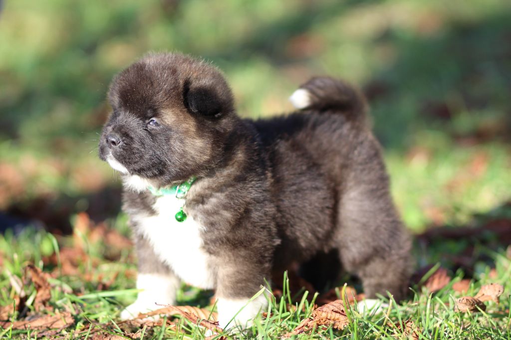 Des Gardiens De La Cigogne - Chiot disponible  - Akita americain