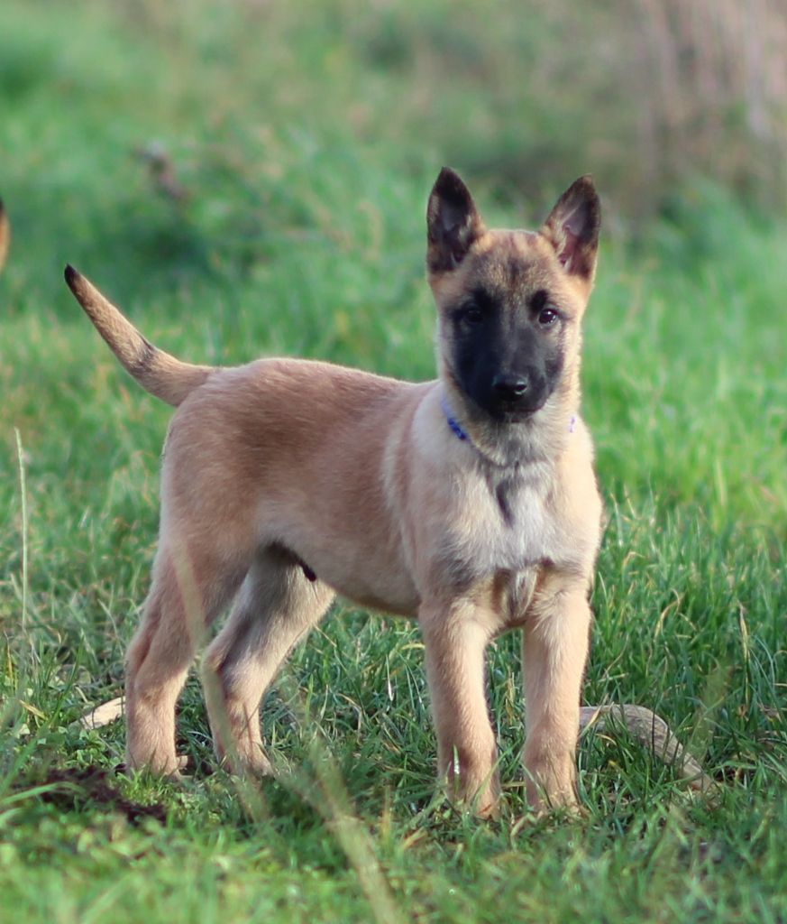 Des Gardiens De La Cigogne - Chiot disponible  - Berger Belge