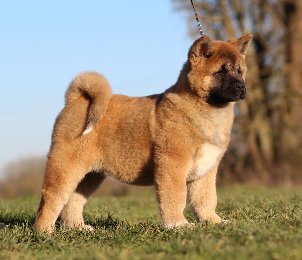 Des Gardiens De La Cigogne - Chiot disponible  - Akita americain