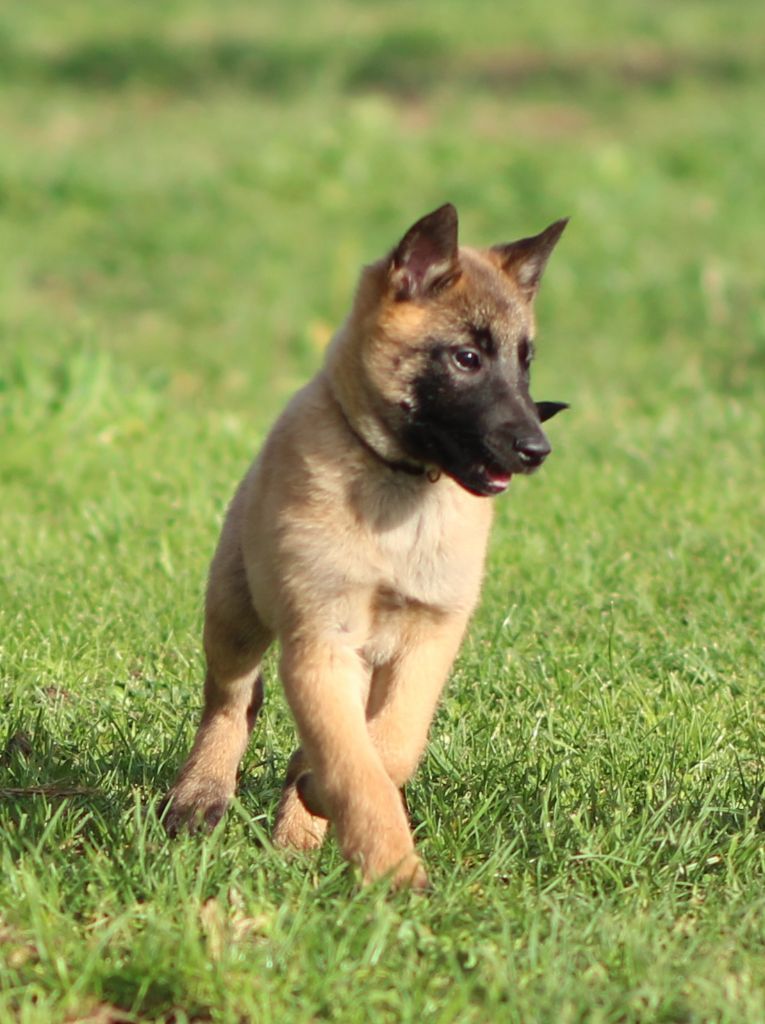 Des Gardiens De La Cigogne - Chiot disponible  - Berger Belge