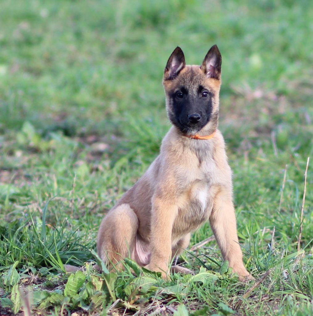 Des Gardiens De La Cigogne - Chiot disponible  - Berger Belge