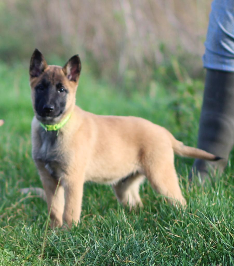 Des Gardiens De La Cigogne - Chiot disponible  - Berger Belge