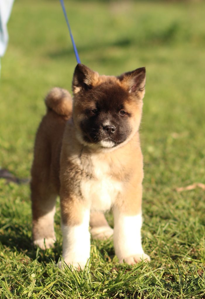 Des Gardiens De La Cigogne - Chiot disponible  - Akita americain