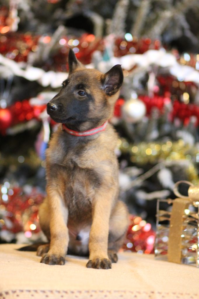 Des Gardiens De La Cigogne - Chiot disponible  - Berger Belge