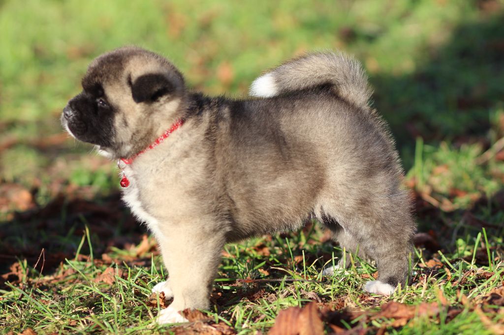 Des Gardiens De La Cigogne - Chiot disponible  - Akita americain