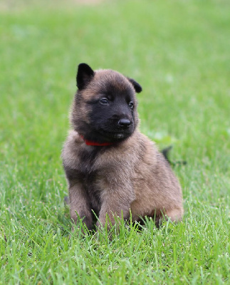 CHIOT collier rouge