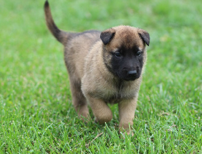 CHIOT collier jaune