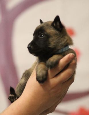 CHIOT collier bleu 