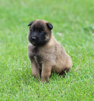 CHIOT collier bleu 