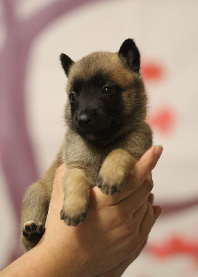 CHIOT collier jaune