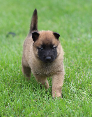 CHIOT collier noir