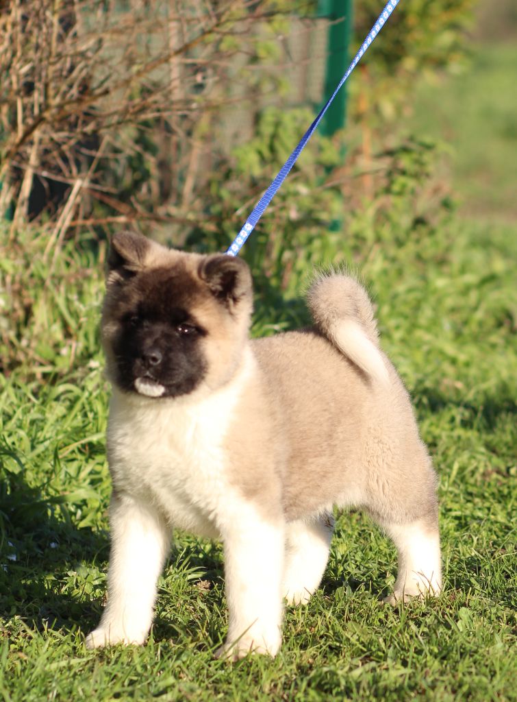 Des Gardiens De La Cigogne - Chiot disponible  - Akita americain