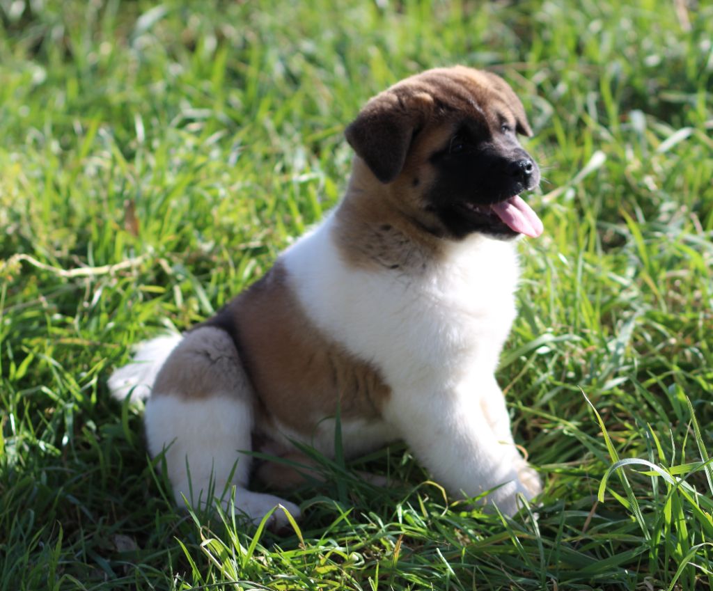 Des Gardiens De La Cigogne - Chiot disponible  - Akita americain