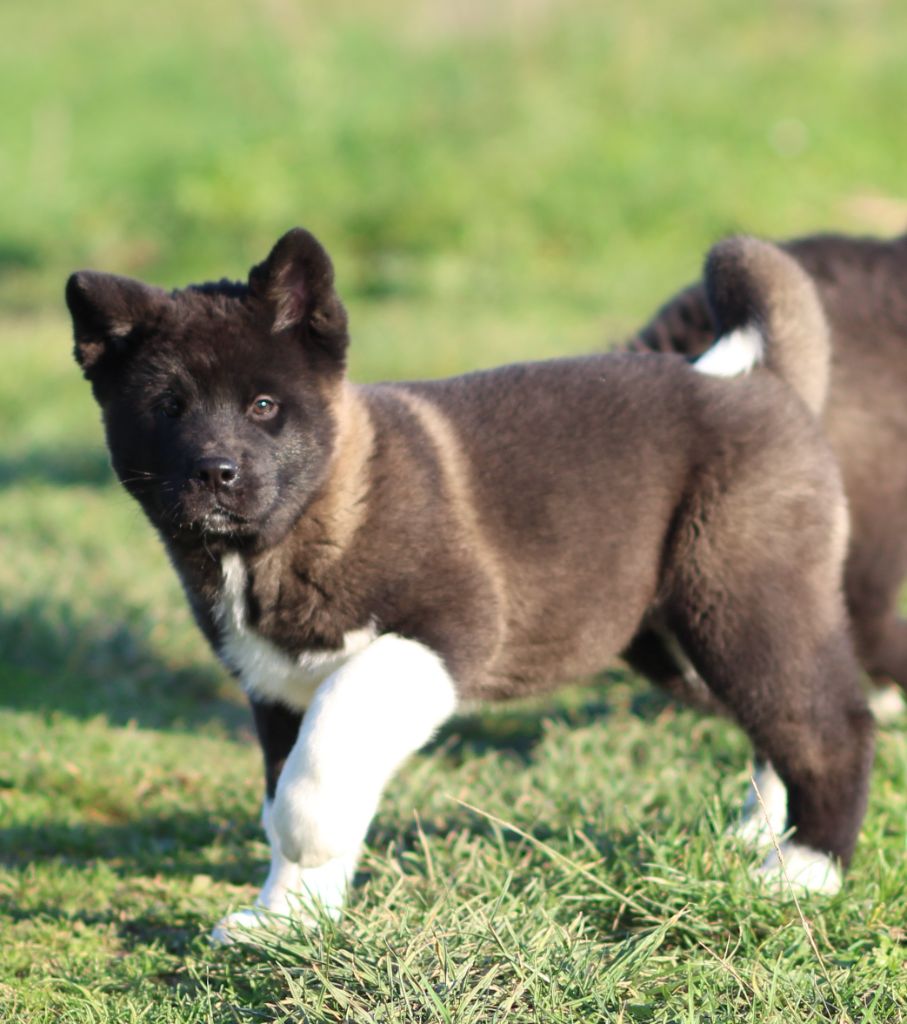 Des Gardiens De La Cigogne - Chiot disponible  - Akita americain