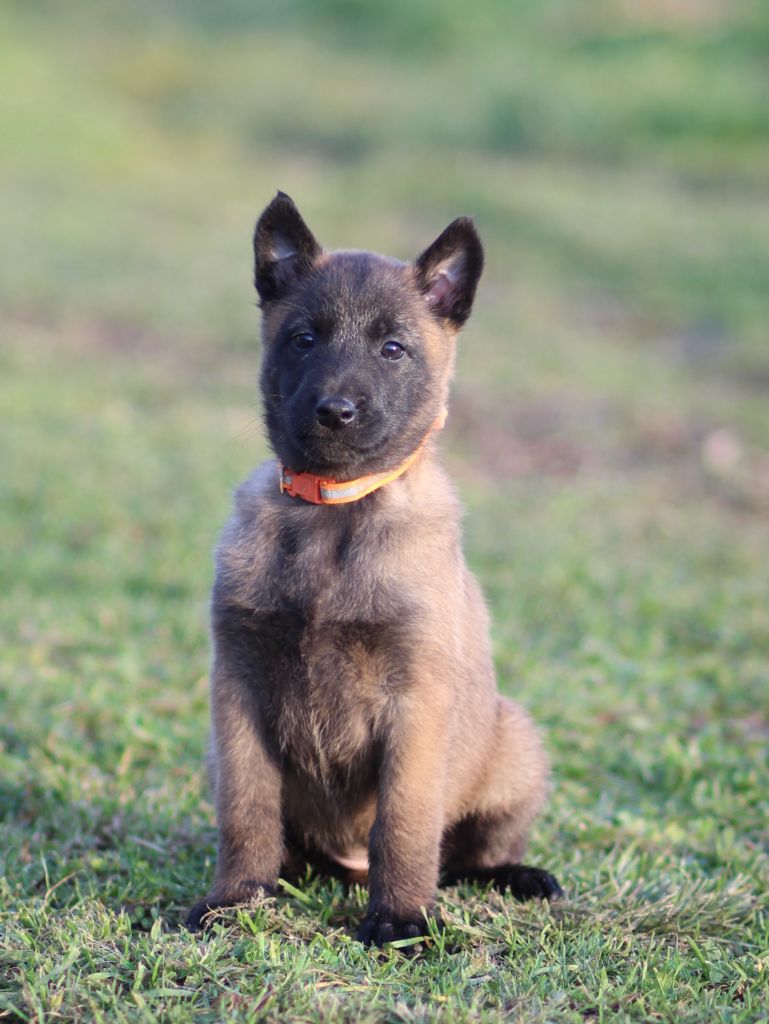 Des Gardiens De La Cigogne - Chiot disponible  - Berger Belge