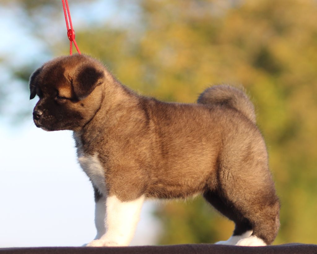 Des Gardiens De La Cigogne - Chiot disponible  - Akita americain