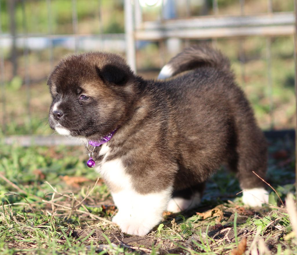 Des Gardiens De La Cigogne - Chiot disponible  - Akita americain