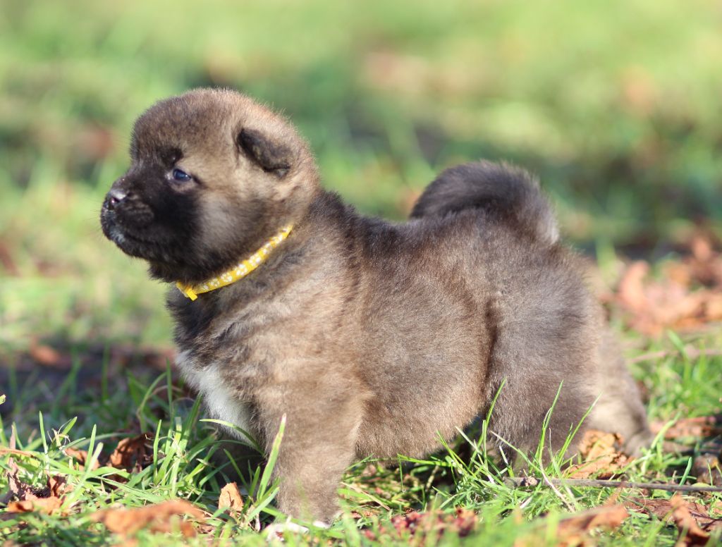 Des Gardiens De La Cigogne - Chiot disponible  - Akita americain