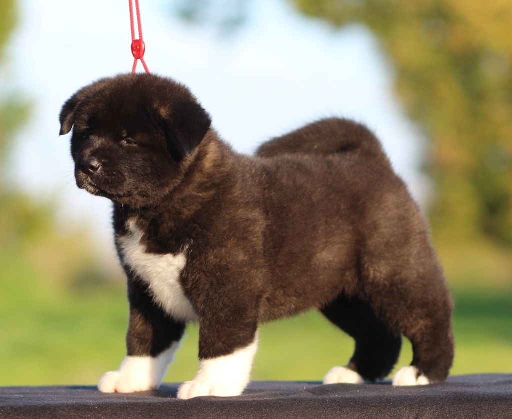 Des Gardiens De La Cigogne - Chiot disponible  - Akita americain