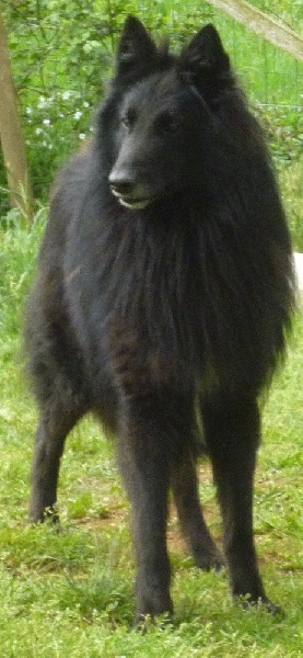Hantares du Clan de Samara