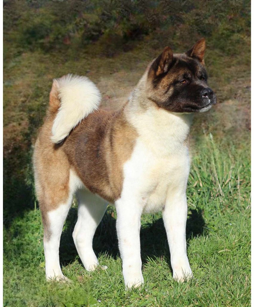 Sweet fantasy Des Gardiens De La Cigogne