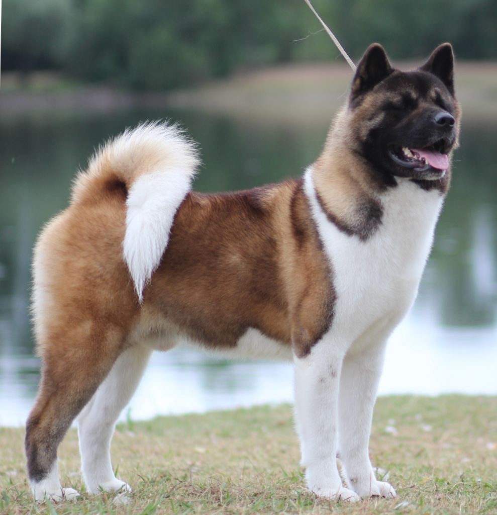 CH. Jch time to the grizzly Des Gardiens De La Cigogne