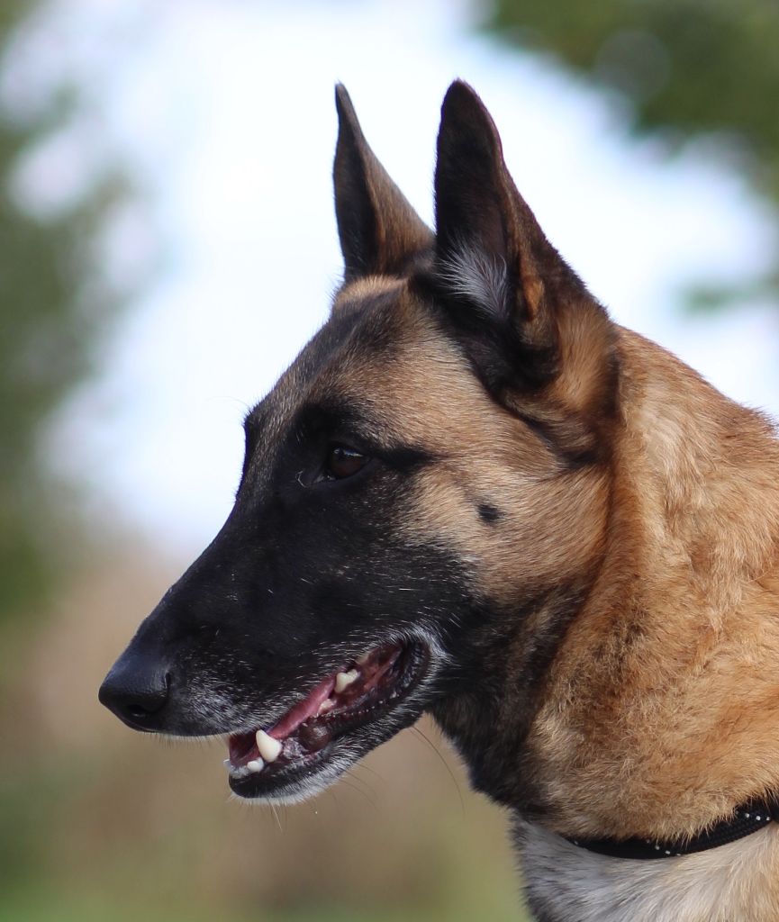 Tina Des Gardiens De La Cigogne