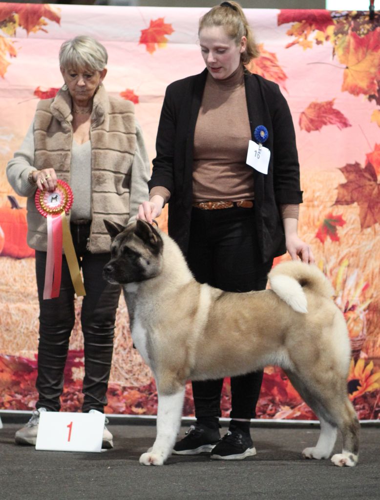 CH. Song for a dream Des Gardiens De La Cigogne