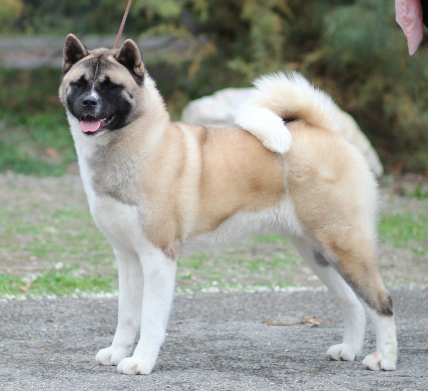 Targaryen House's Daenerys Des Gardiens De La Cigogne