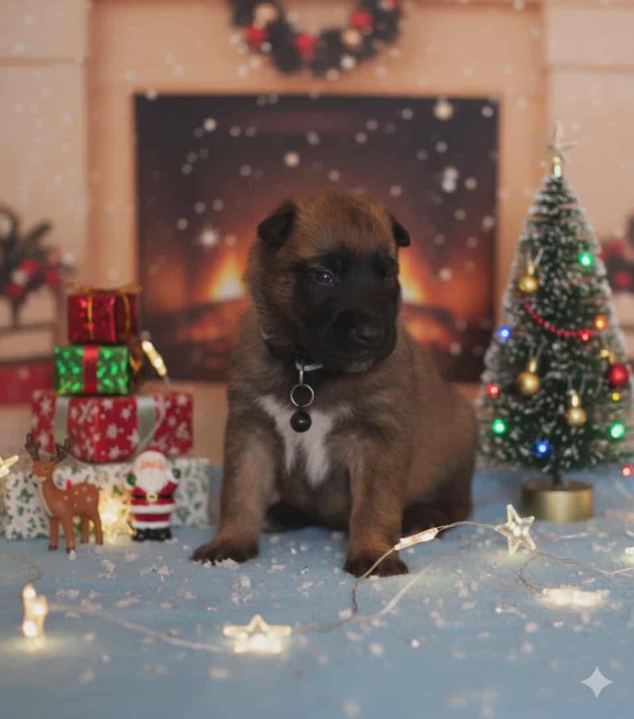 les bébés de fin d'année ...!