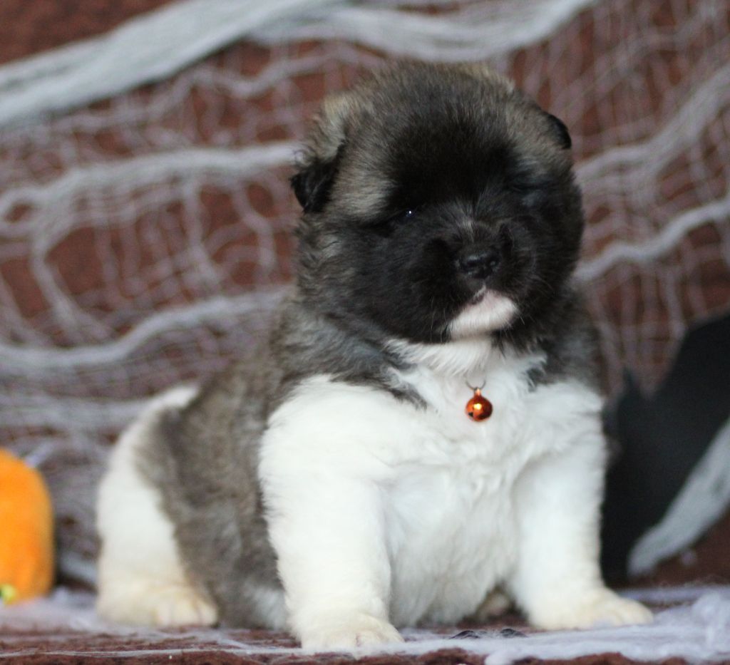 Des Gardiens De La Cigogne - Chiots disponibles - Akita americain