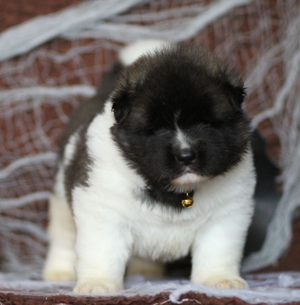 Des Gardiens De La Cigogne - Chiots disponibles - Akita americain