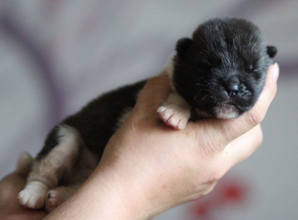 Des Gardiens De La Cigogne - Chiots disponibles - Akita americain