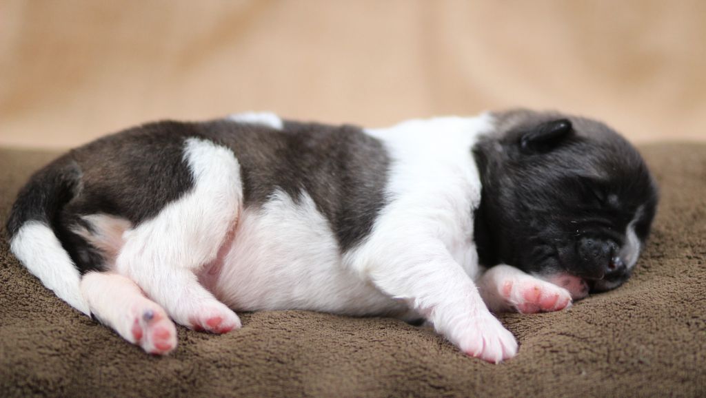 Des Gardiens De La Cigogne - Chiots disponibles - Akita americain