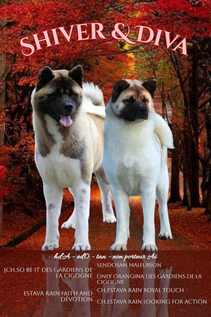 Chiot Akita americain Des Gardiens De La Cigogne