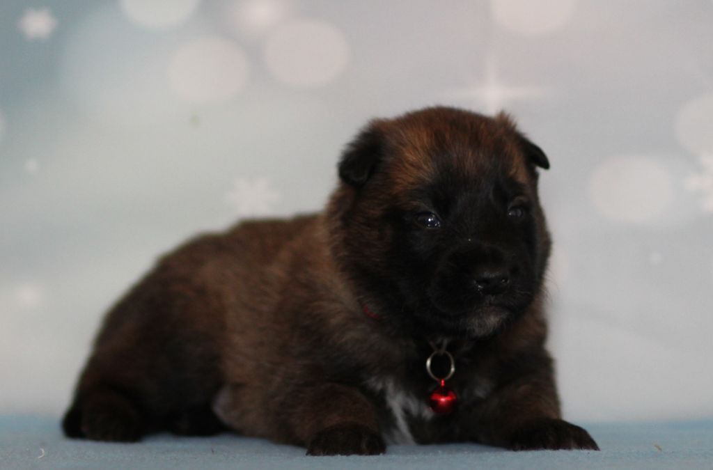 Des Gardiens De La Cigogne - Chiots disponibles - Berger Belge