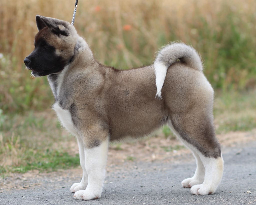 Des Gardiens De La Cigogne - Chiots disponibles - Akita americain