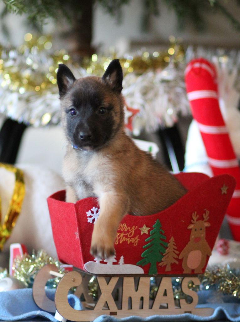 Des Gardiens De La Cigogne - Chiots disponibles - Berger Belge