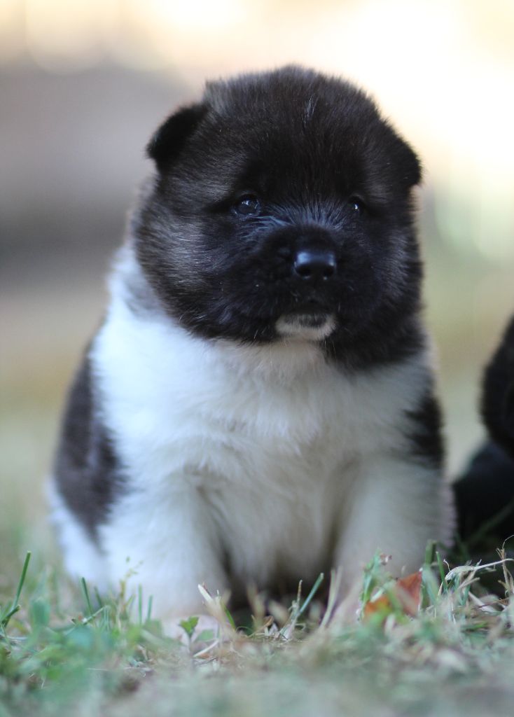 Des Gardiens De La Cigogne - Chiots disponibles - Akita americain