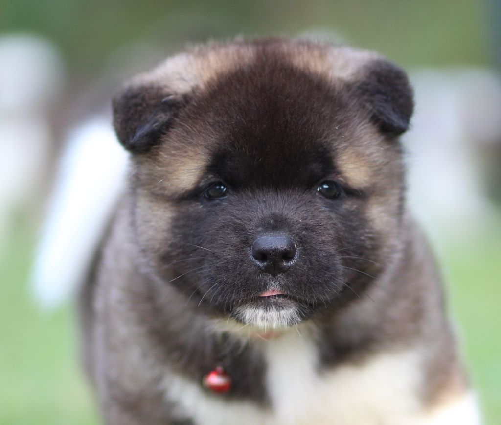 Des Gardiens De La Cigogne - Chiots disponibles - Akita americain