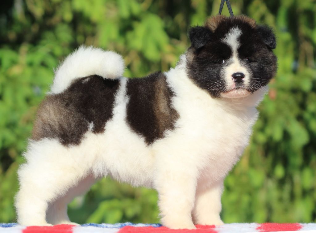 Des Gardiens De La Cigogne - Chiots disponibles - Akita americain